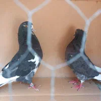 نروماده