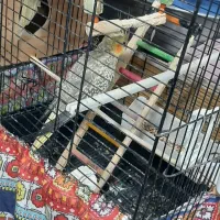 عروس هلندی|پرنده|آستانه اشرفیه, |دیوار