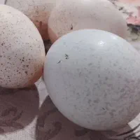 تخم بوقلمون|حیوانات مزرعه|شیروان (لرستان), |دیوار