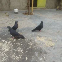 کبوتر