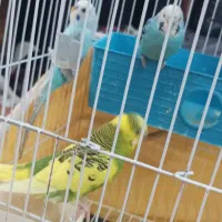 تعدادی مرغ عشق|پرنده|برازجان, |دیوار