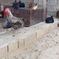 مرغ و خروس محلی اصل|حیوانات مزرعه|کوه چنار, |دیوار