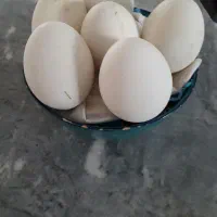 تخم نطفه دارقوغاز