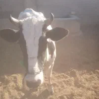 گستر زه اول|حیوانات مزرعه|زابل, |دیوار