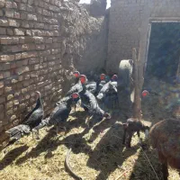 بوقلمون|حیوانات مزرعه|میان جلگه, |دیوار