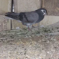 کبوتر