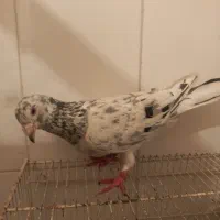 سار.نر.صید‌.پلاکی