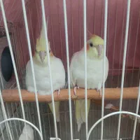 یه جفت عروس هلندی چش شرابی همراه قفس و لونه