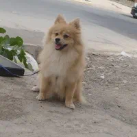 سگ پامر|سگ|جیرفت, |دیوار