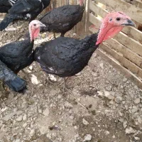 بوقلمون|حیوانات مزرعه|بکتاش, |دیوار