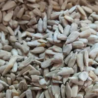 مغز تخمه  گل افتاب