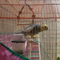 عروس هلندی نر  ۵ ساله با قفس و وسایل