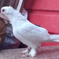قرمز گوز