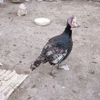 لباس|لباس|ایلام, |دیوار