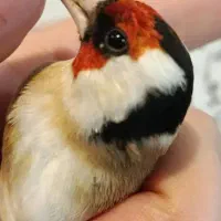 جوجه سهره قفسی وسهره یک ماه قفس بخوان