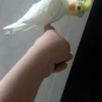 ۳عددعروس هلندی آرام با وسایل و۲عددغفس بزرگ وکوچیک|پرنده|ایثار, |دیوار