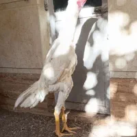 جوجه خروس لاری اوشامو|حیوانات مزرعه|تهران, سنگلج (شاپور)|دیوار