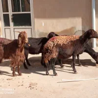 سه تاگوسفندجوان وابستن وبره ماده دامازلق قرمزلخت|حیوانات مزرعه|خواجه, |دیوار