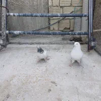 کبوتر|پرنده|برخوار, |دیوار