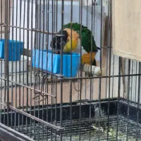 طوطی کایک نر پنج ساله|پرنده|تهران, جیحون|دیوار