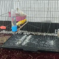 یک جفت قناری|پرنده|نورآباد, |دیوار