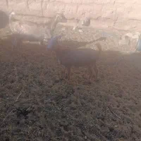 کره نر آلپاین
