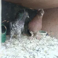 دو جفت کفتر تزیینی رواعب|پرنده|قم, شهرک مهدیه (مدرس)|دیوار