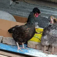 فروش مرغ تخم گذار و خروس