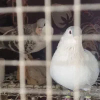 ساده سبز مگسی|پرنده|تربت‌حیدریه, نواب صفوی|دیوار