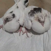 جوجه کفتر دستی
