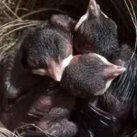 جوجه مینا میخان