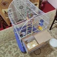 با سلام یک جفت طوطی برزیلی|پرنده|زرند, |دیوار