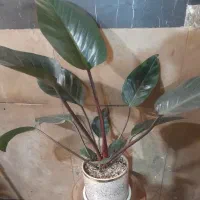 فروش نخل شامودورا مقاوم تصفیه کننده هوا|گل و گیاه طبیعی|تهران, جمالزاده|دیوار