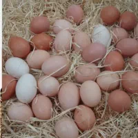 همکاری با فروشنده تخم مرغ محلی