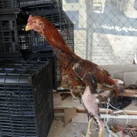 جوجه لاری