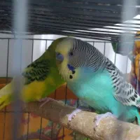 سه عدد مرغ عشق