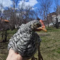 نیمچه خروس نژاد آمریکایی