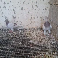 کبوتر پیازی|پرنده|وحدتیه, |دیوار