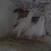 د*نبال پلاکی سوراخ