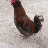 فروش خروس برهمند