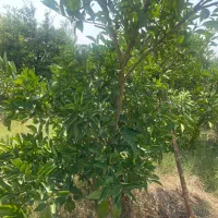 معاوضه زمین مناسب باغ ویلادرساری با خودرو و ملک|فروش زمین و ملک کلنگی|آکند, |دیوار