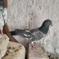 پاکستانی|پرنده|کرباسک, |دیوار