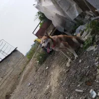 هاسکی سیبرین
