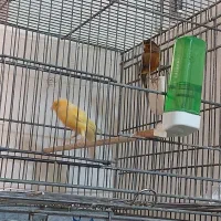 فروش قناری جفت خورده|پرنده|الوند, |دیوار