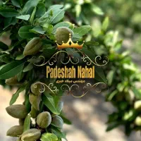 فروش نهال بادام یارانه ای زیر نظر جهاد کشاورزی|خدمات باغبانی و درختکاری|میاندوآب, |دیوار