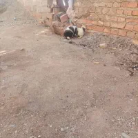 واگذاری توله سرابی