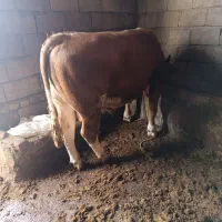 گوساله سیمینتال نر شرابی