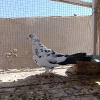 نر و ماده فروشی