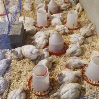 مرغ سبز ارگانیک|حیوانات مزرعه|بابلسر, |دیوار