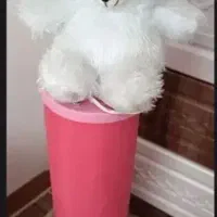 حراج ۲۰۰|حراج|همدان, |دیوار